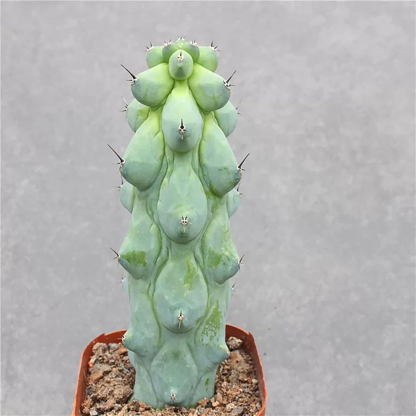 Boobie Cactus Live Plant - Myrtillocactus Geometrizans Fukurokuryuzinboku
