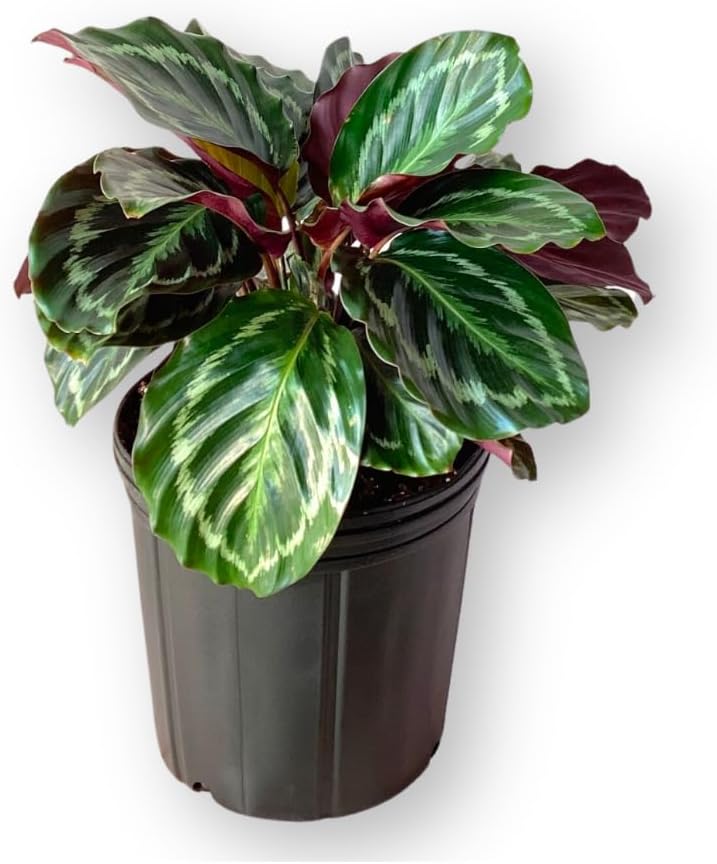 Calathea Medallion Live Plant Indoor/Outdoor in 10 in Grower Pot, Green, Rose