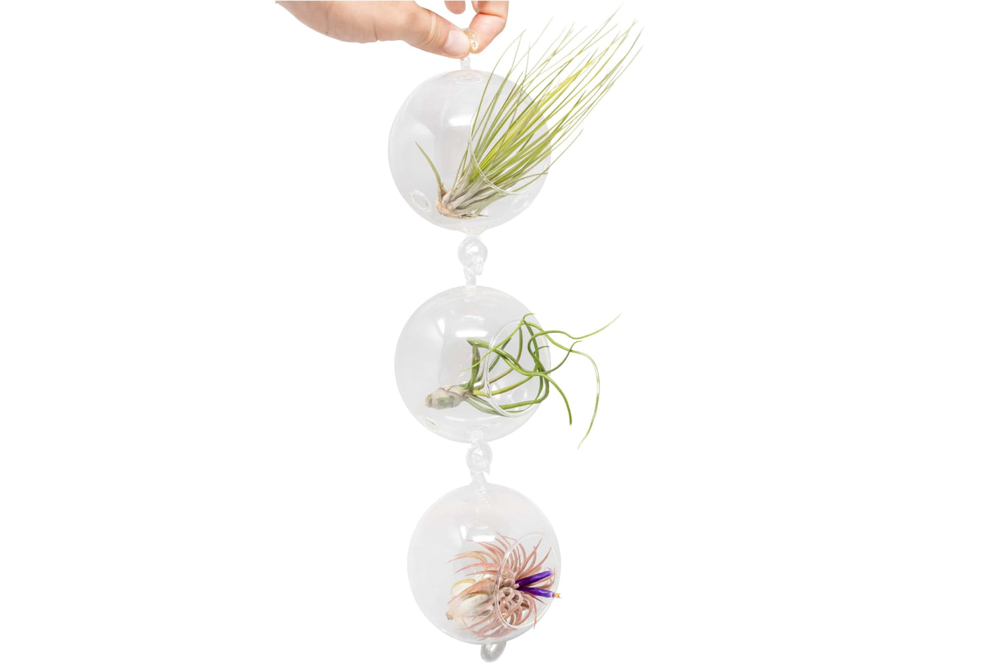 Double Hook Terrariums with Air Plants (Set 3)