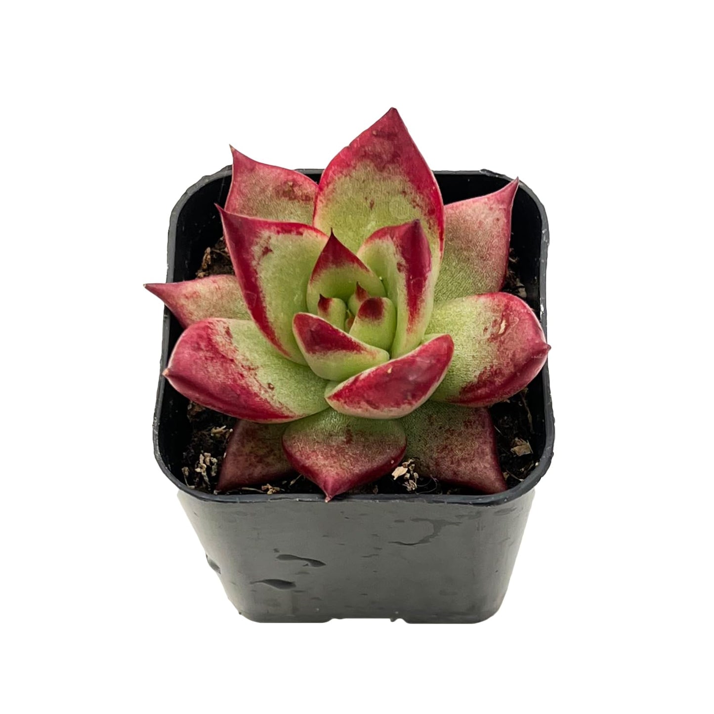 Lithops & Succulent Collection