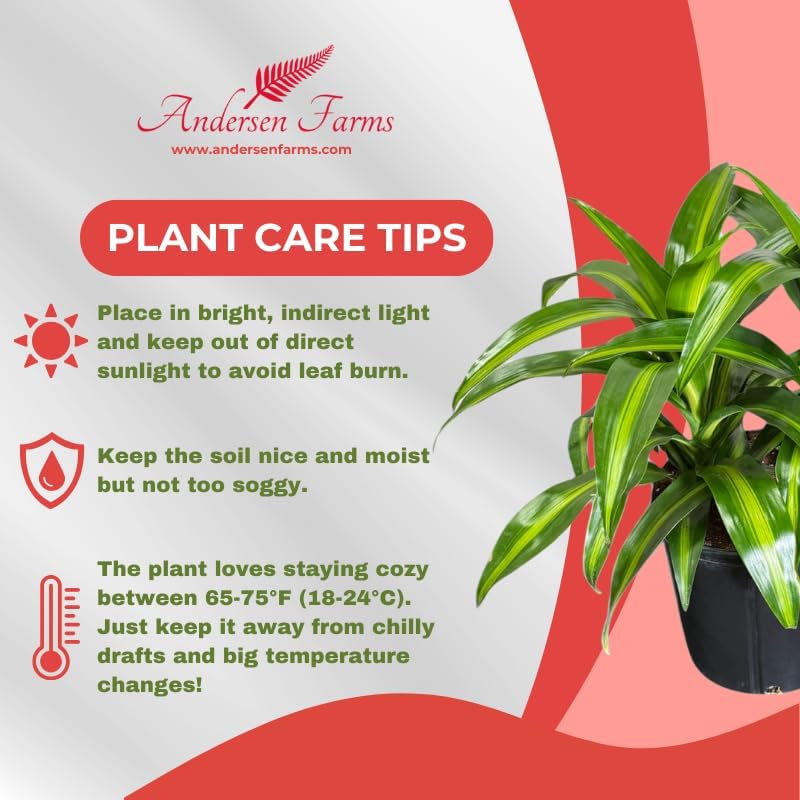 Dracaena Hawaiian Sunshine Live Plant, Indoor/Outdoor, 10-inch Grower Pot