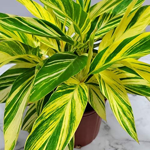 Variegated Ginger - Alpinia Zerumbet Variegata