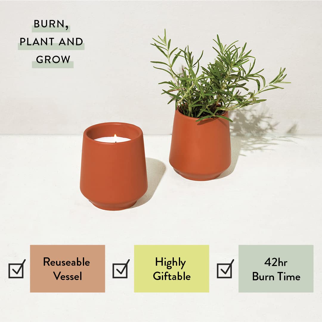 Modern Sprout Rooted Candle - 2 in 1 Scented Soy Candle with Seeds