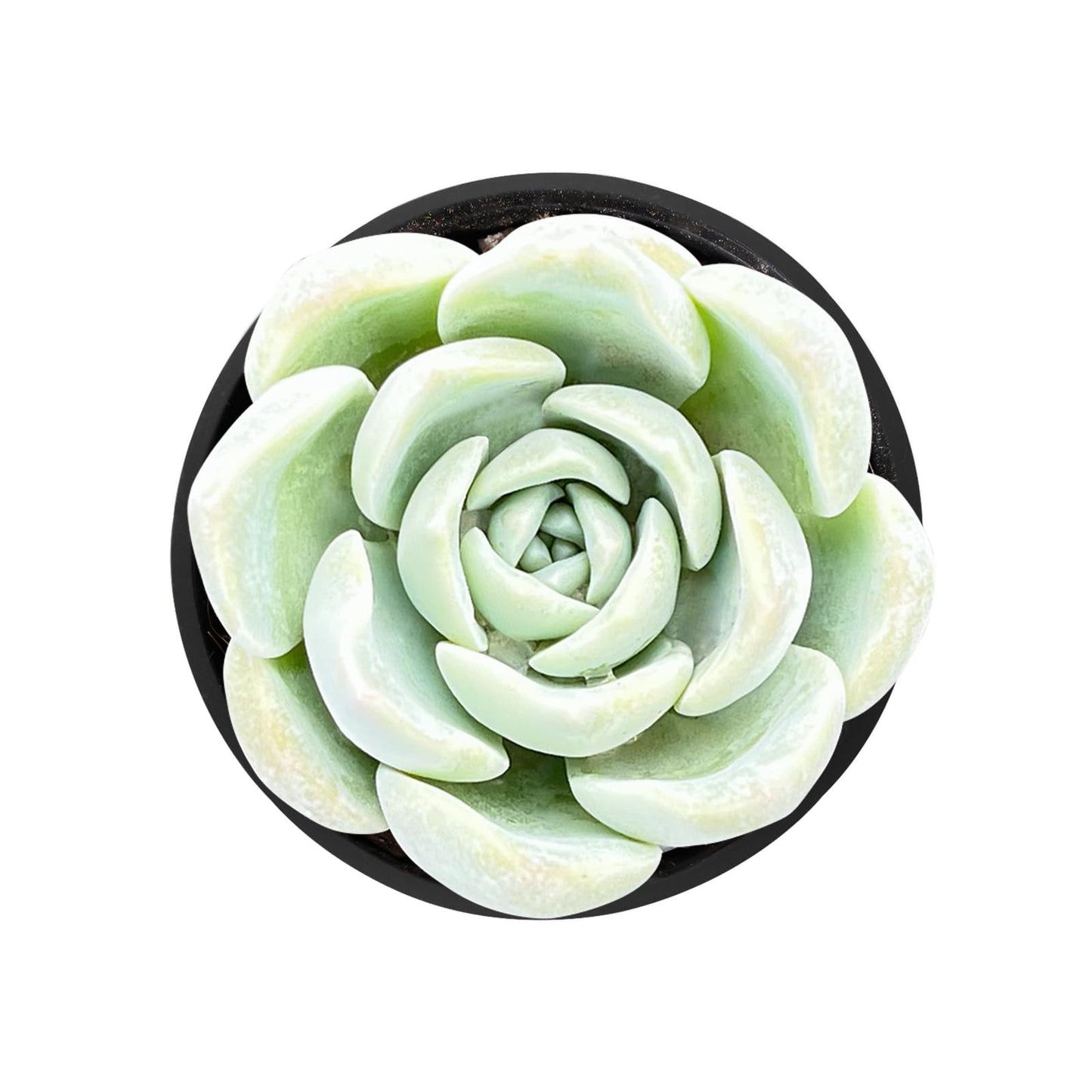 Sprout N Green Echeveria Minima, 1 Live Mini Succulent Plant Fully Rooted in 2 inch Starter Pot, Real House Plant for Indoor Outdoor Home Office Wedding Decoration Party Favor