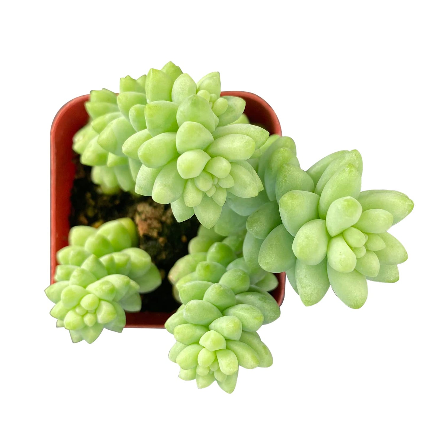 Lithops & Succulent Collection