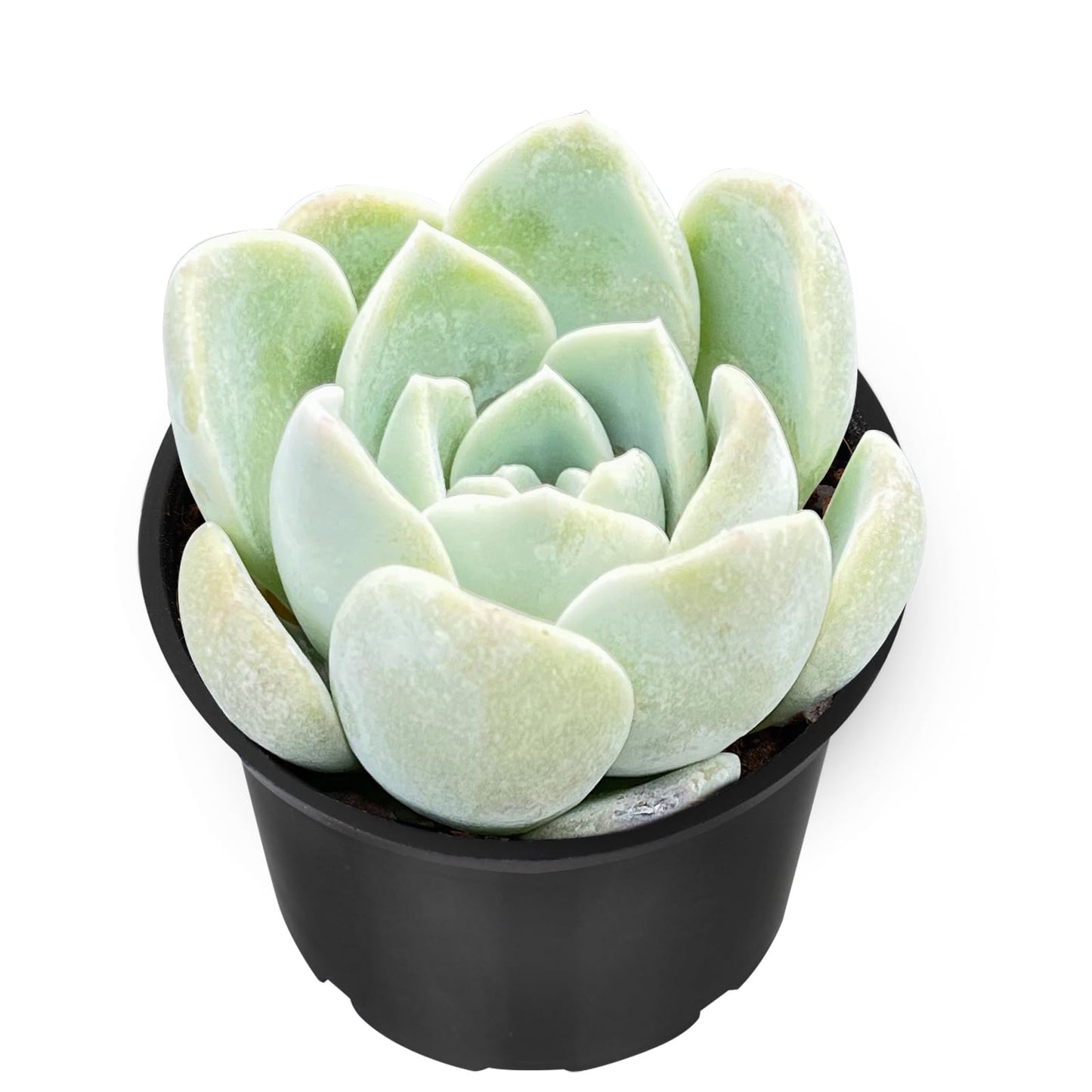 Sprout N Green Echeveria Minima, 1 Live Mini Succulent Plant Fully Rooted in 2 inch Starter Pot, Real House Plant for Indoor Outdoor Home Office Wedding Decoration Party Favor