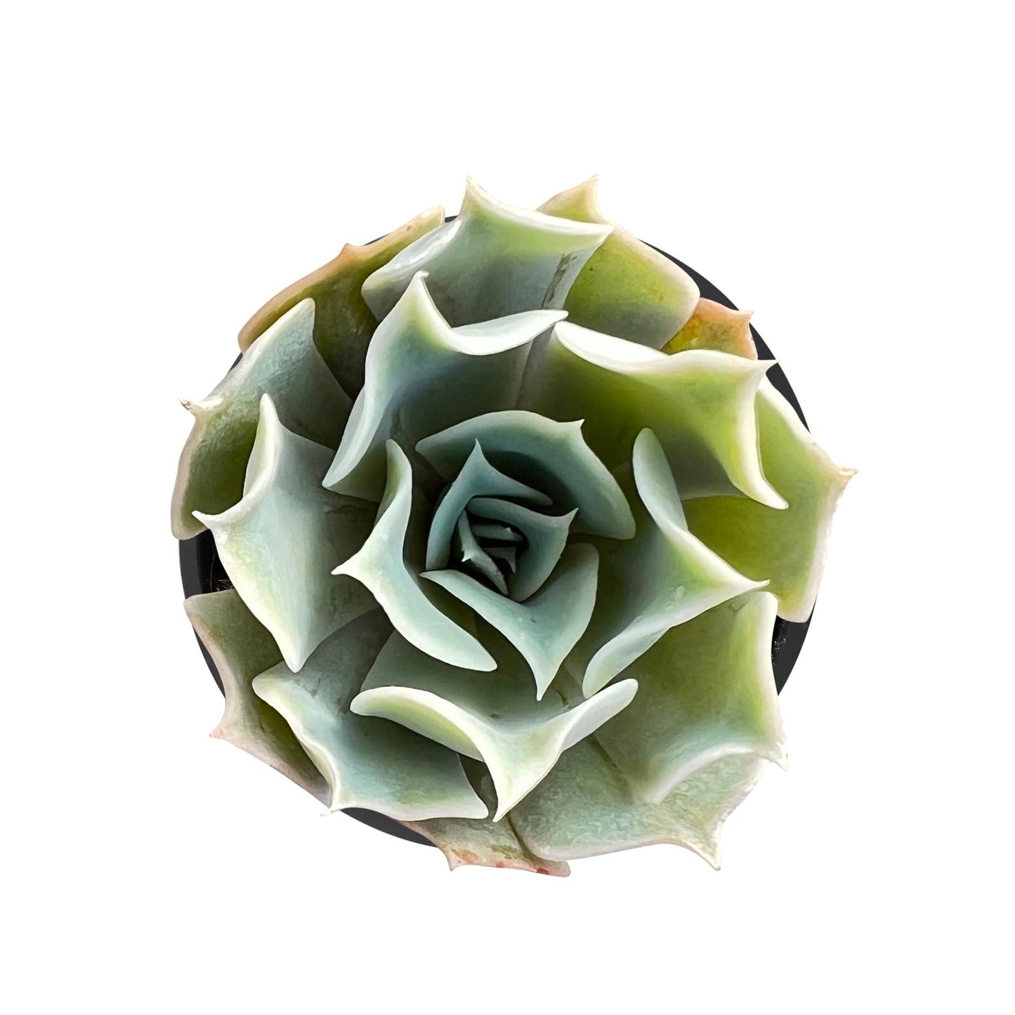 Sprout N Green Echeveria Minima, 1 Live Mini Succulent Plant Fully Rooted in 2 inch Starter Pot, Real House Plant for Indoor Outdoor Home Office Wedding Decoration Party Favor