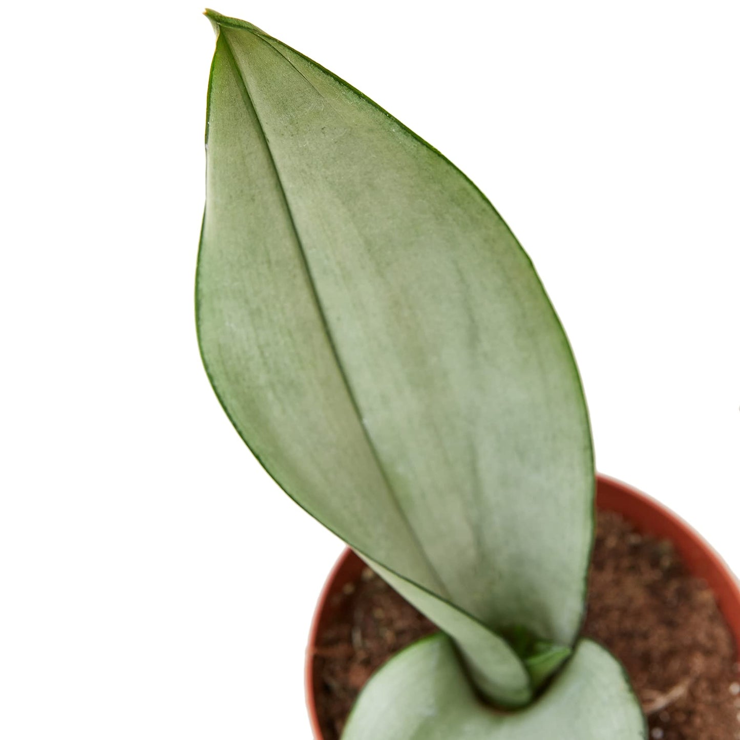 Snake Plants