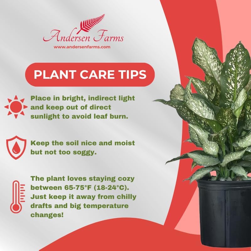 Dieffenbachia Tiki Live Houseplant Ideal for Home and Office Decor (24-28 inches Tall) in 10 inch Grower Pot