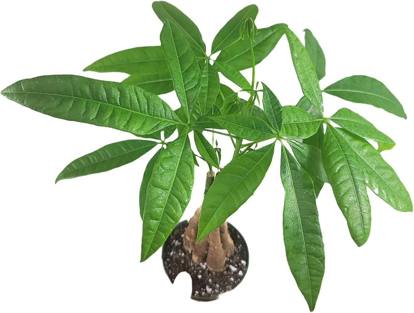 Chinese Money Tree Live Plant