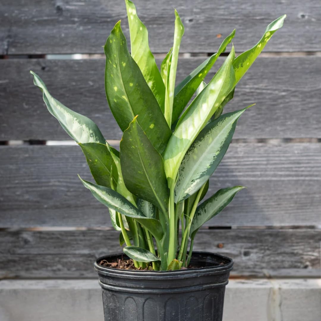 Dieffenbachia Panther Live Plant Indoor/Outdoor in 10 in Grower Pot, Green, White