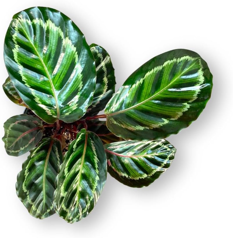 Calathea Medallion Live Plant Indoor/Outdoor in 10 in Grower Pot, Green, Rose
