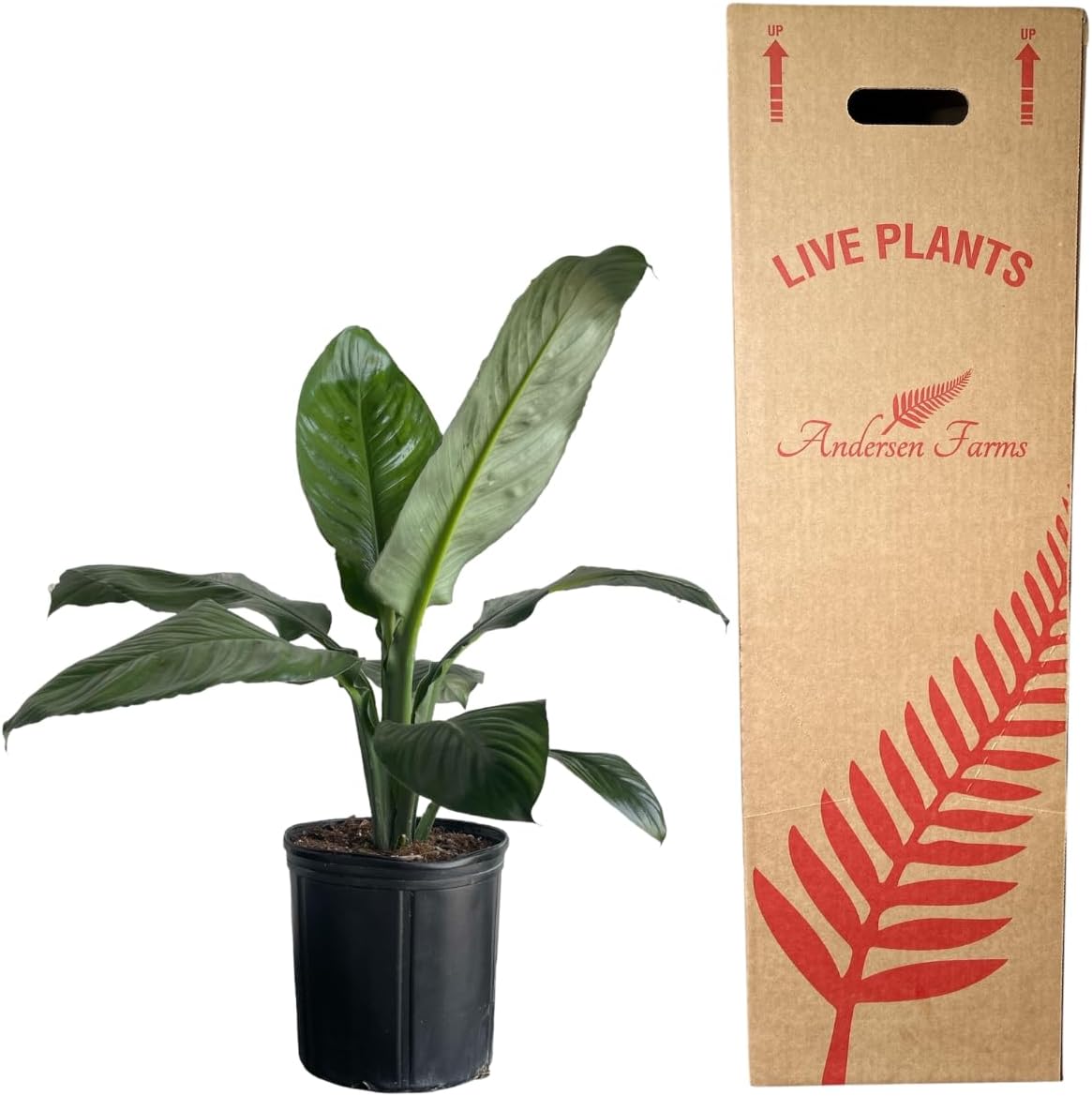 Spathiphyllum Sensation 'Peace Lily' Live Plant, Indoor/Outdoor, 10 in Grower Pot