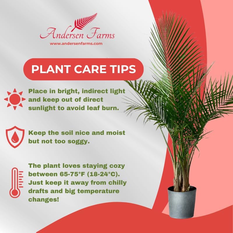 Majesty Palm Live Plant Indoor/Outdoor in 10 in Grower Pot