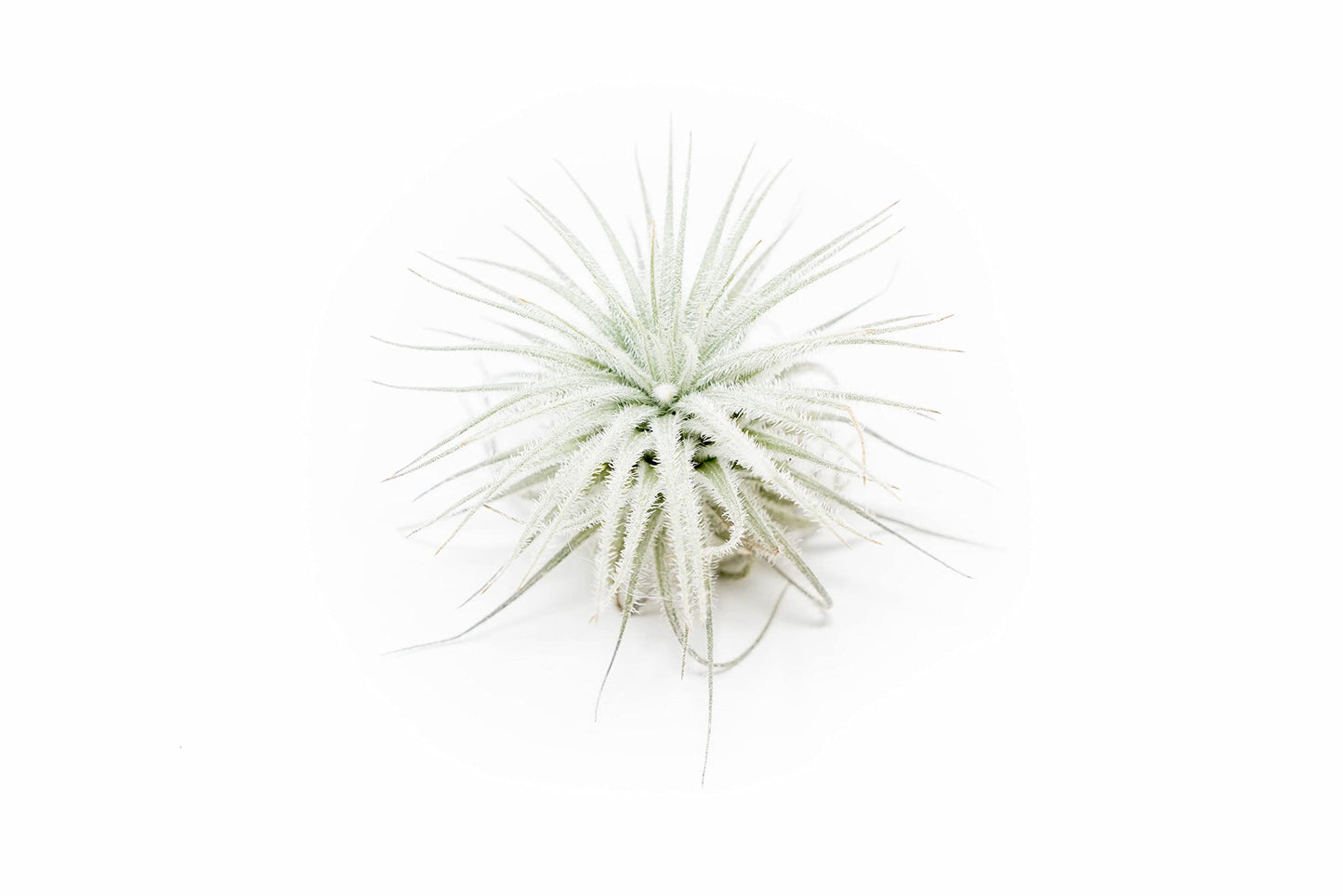 Jumbo Tectorum Ecuador Air Plant
