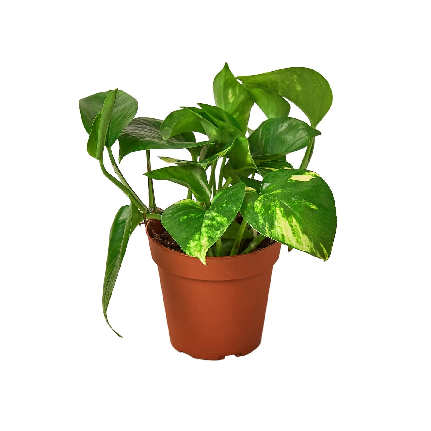 Pothos