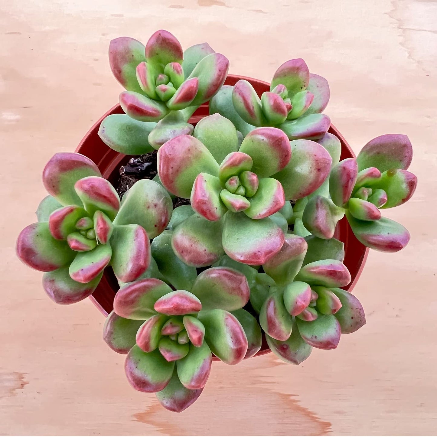 4" Trailing Succulents