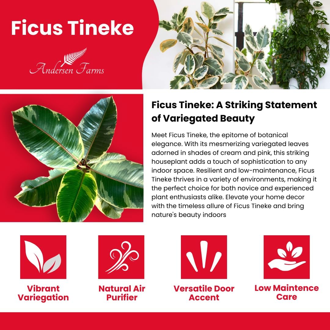 Ficus Tineke, Live Indoor Plants in Grower Pot, Natural Air Purifier in Well-Drained Moist Soil, Gift for Plant Lovers, Birthday Gift, Living Room, Bedroom Decor, 10 Inch, Variegated