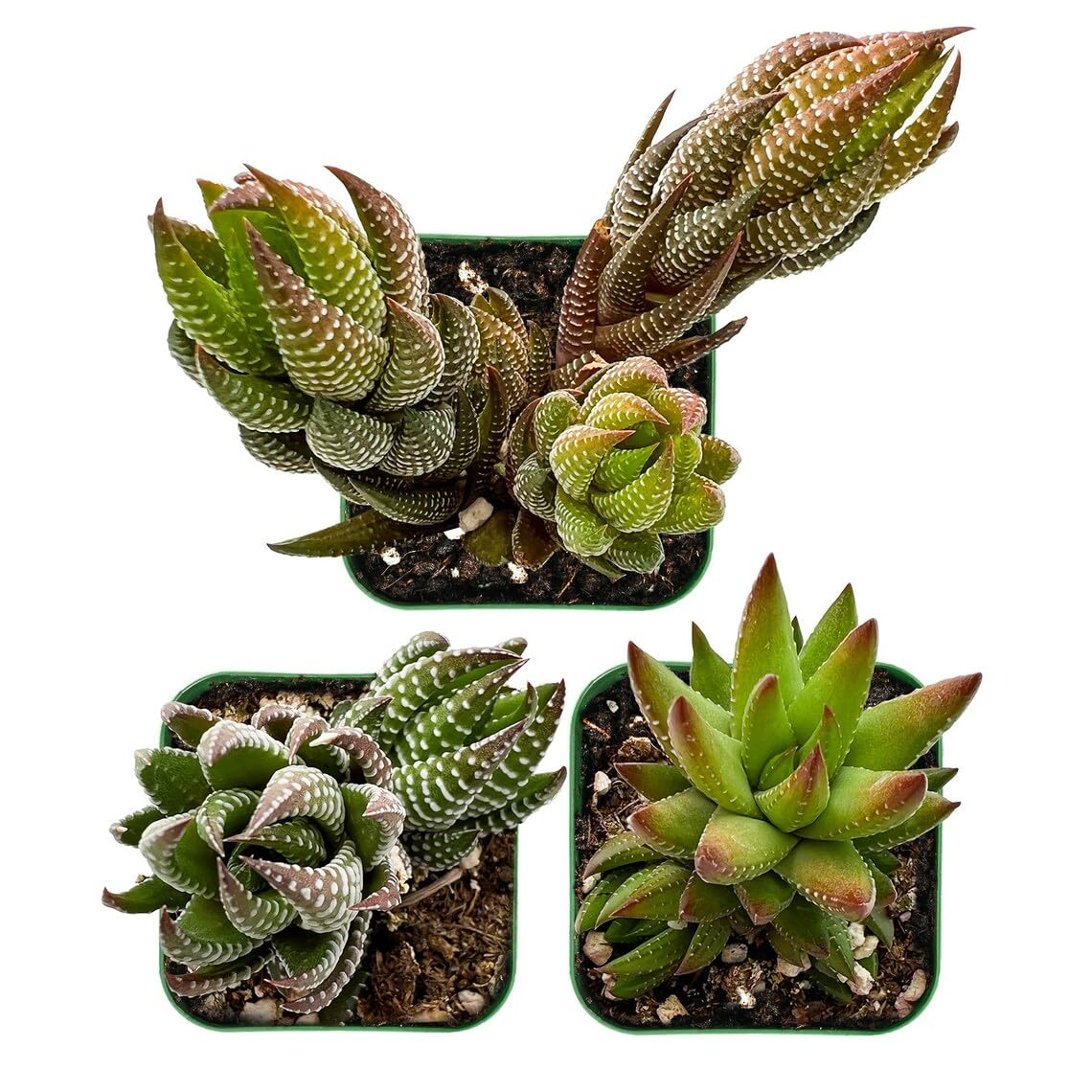Lithops & Succulent Collection