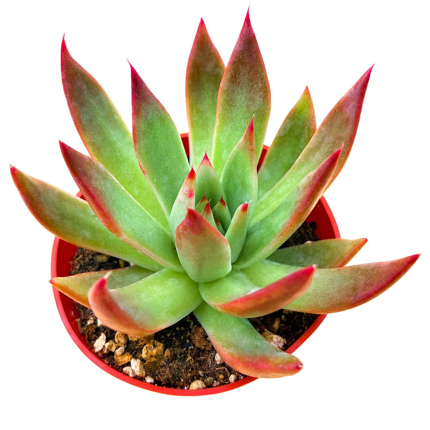 4" Trailing Succulents