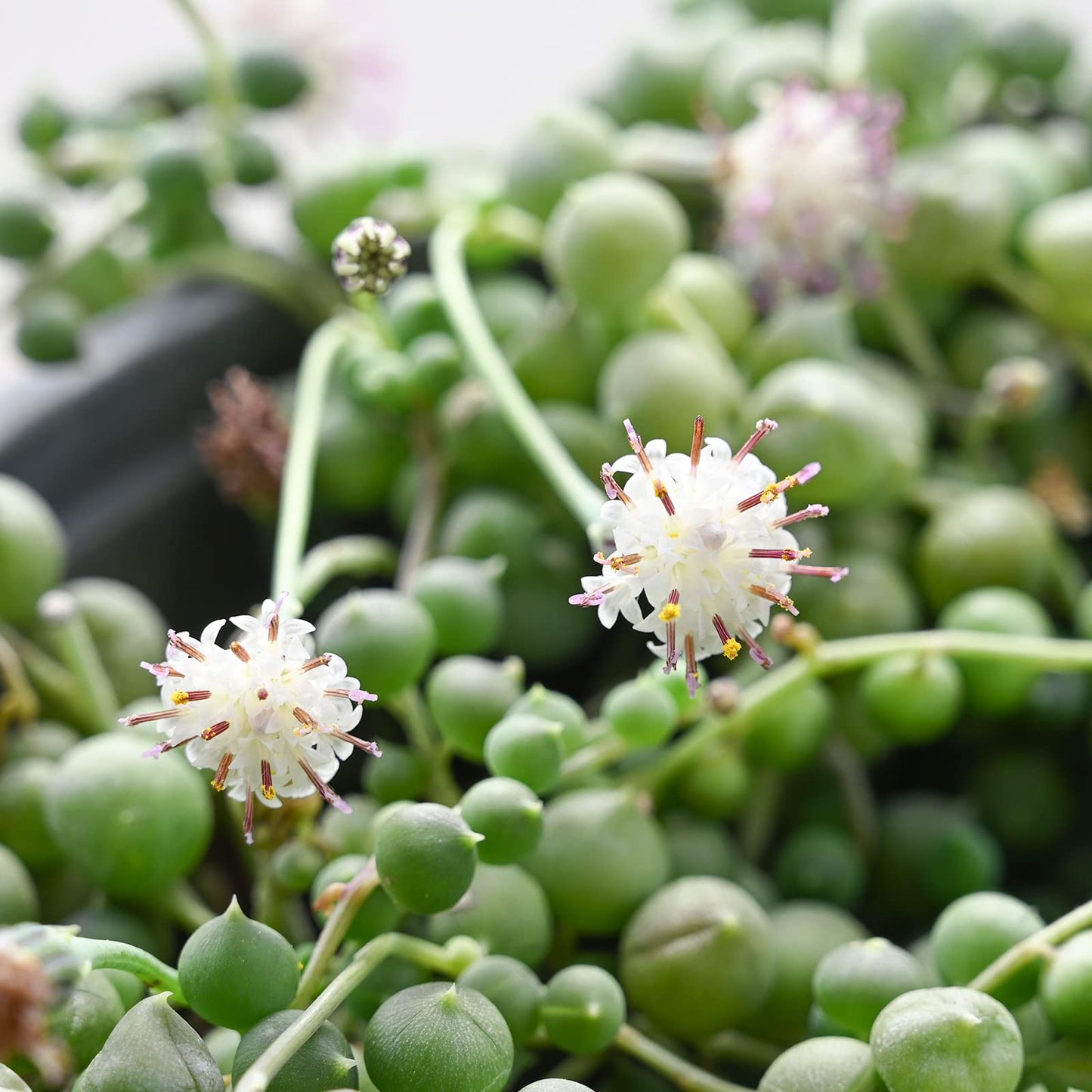 4" Trailing Succulents