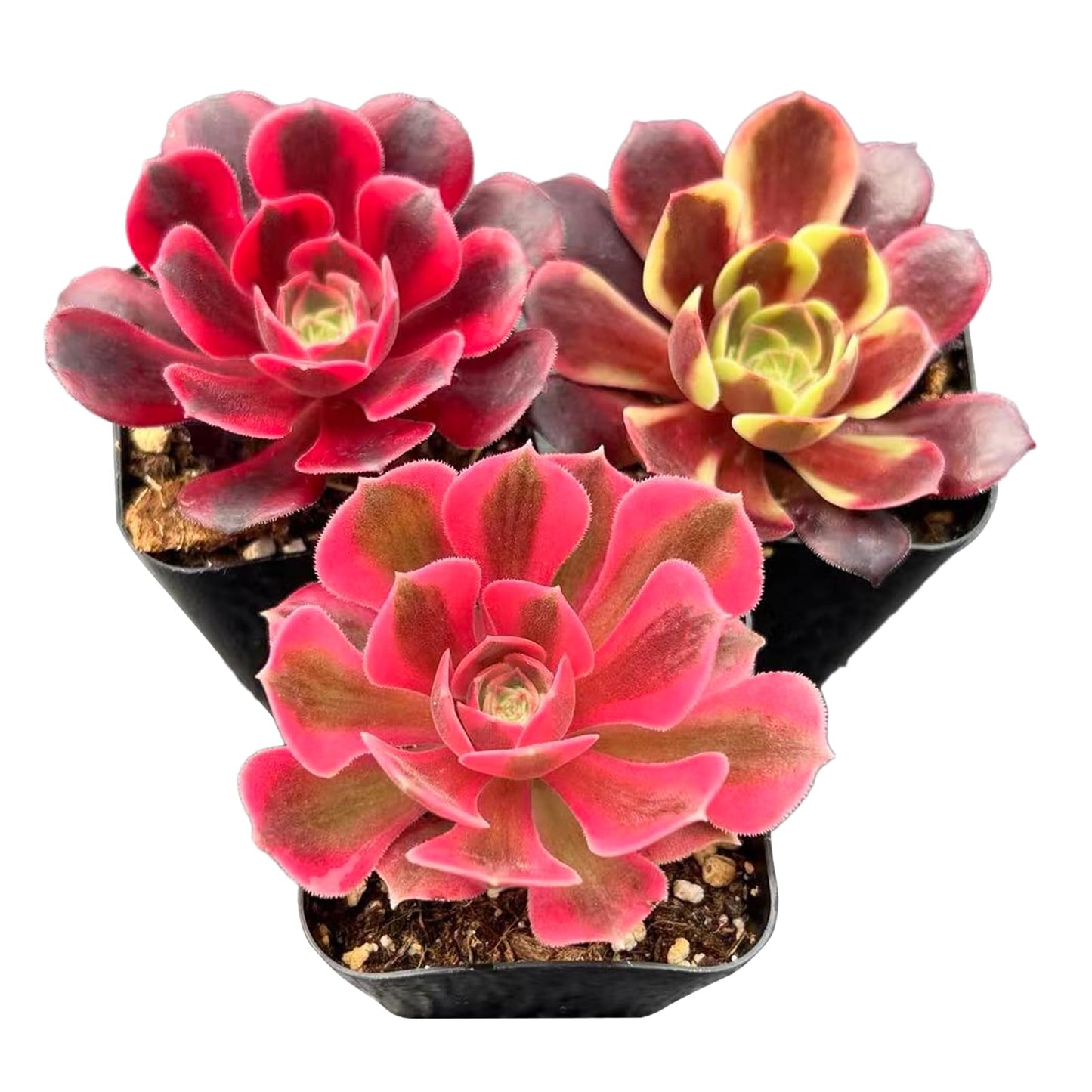 Lithops & Succulent Collection