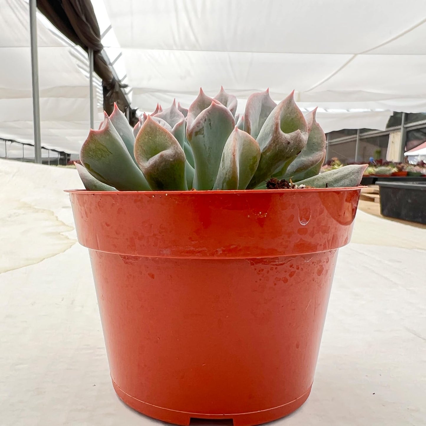 4" Trailing Succulents