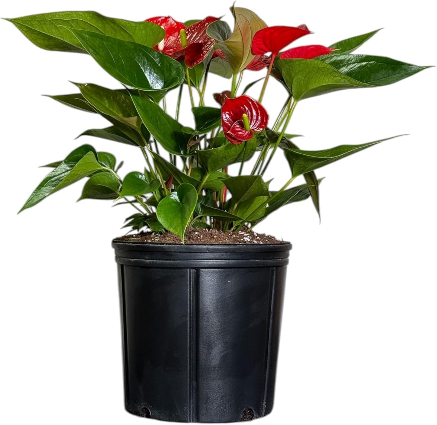 Anthurium Melanie Red Live Plant, Indoor/Outdoor, 10-inch Grower Pot, 28 inches Tall
