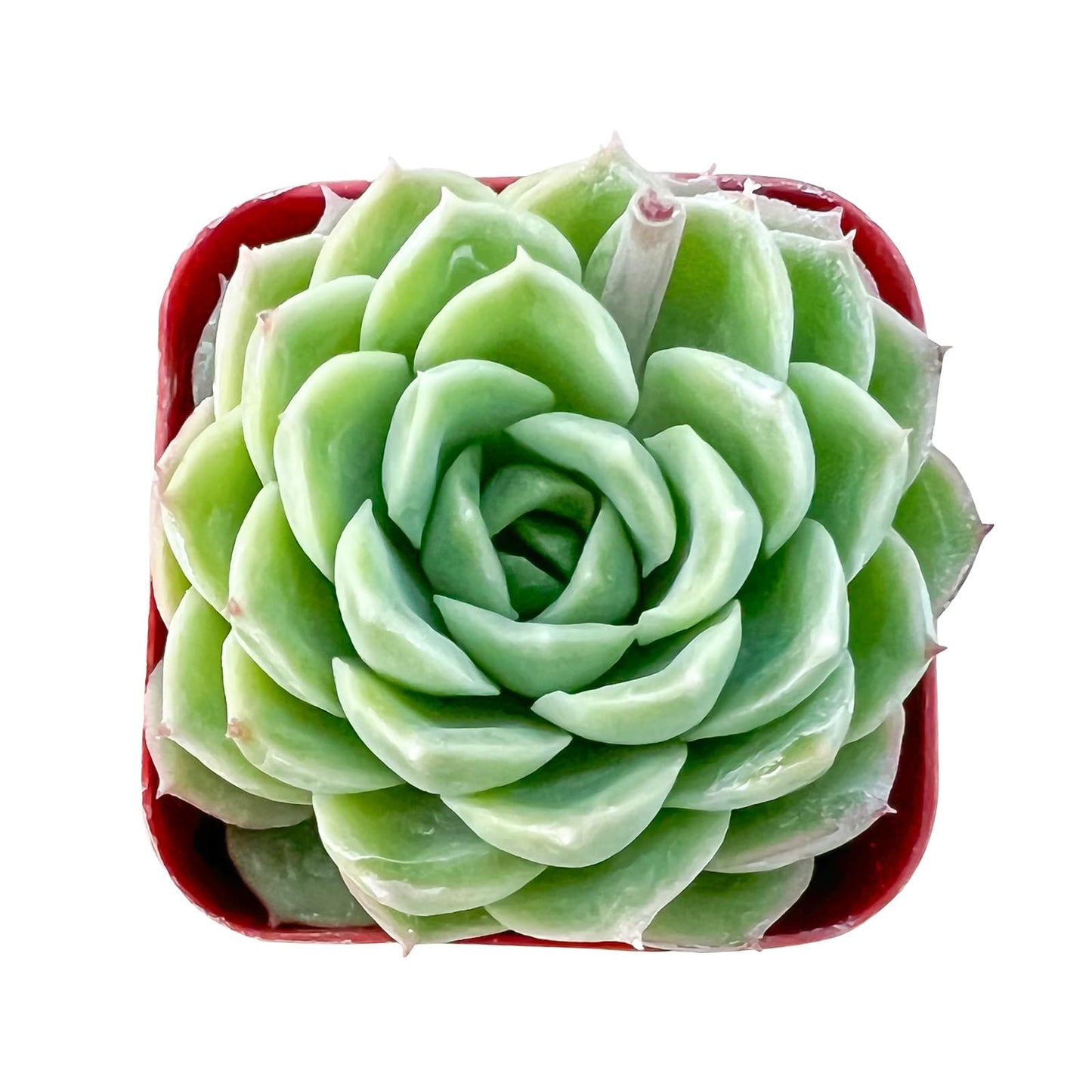 Sprout N Green Echeveria Minima, 1 Live Mini Succulent Plant Fully Rooted in 2 inch Starter Pot, Real House Plant for Indoor Outdoor Home Office Wedding Decoration Party Favor
