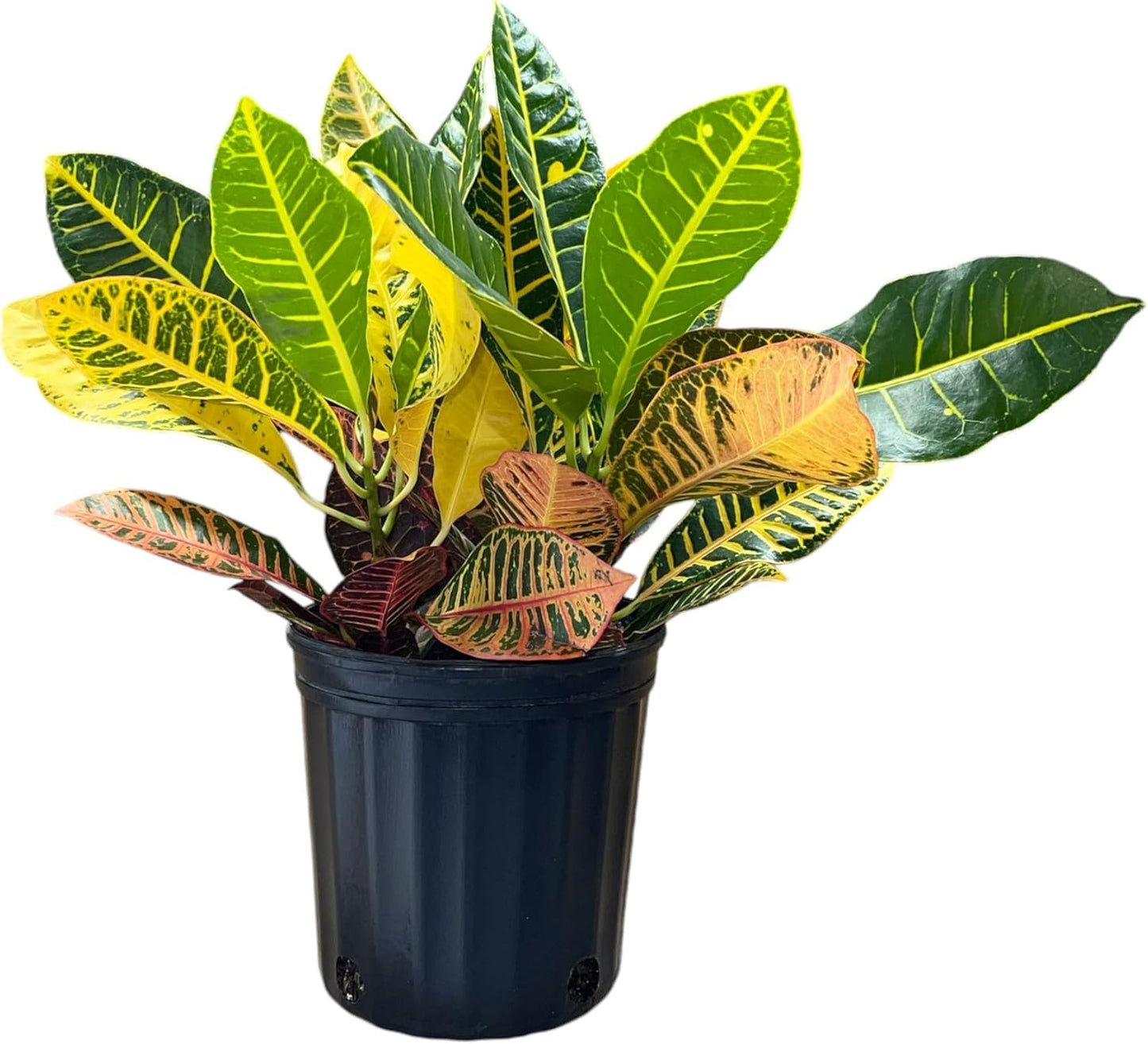 Croton Petra โ Live Tropical Plant in 10-Inch Grower Pot | Indoor & Outdoor Use