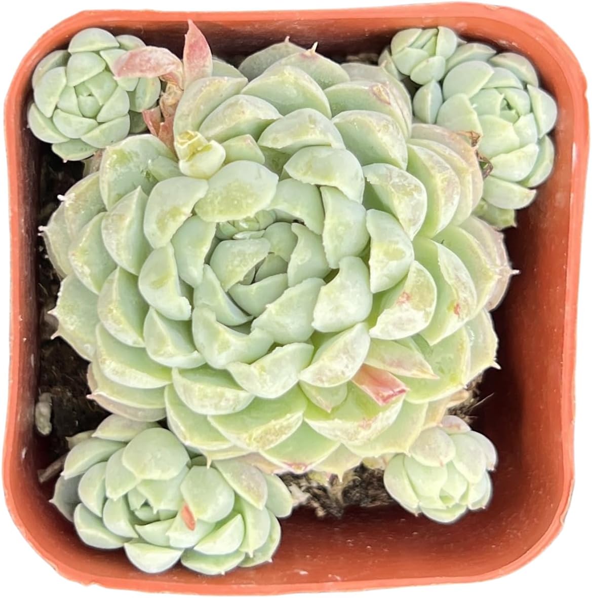 Sprout N Green Echeveria Minima, 1 Live Mini Succulent Plant Fully Rooted in 2 inch Starter Pot, Real House Plant for Indoor Outdoor Home Office Wedding Decoration Party Favor