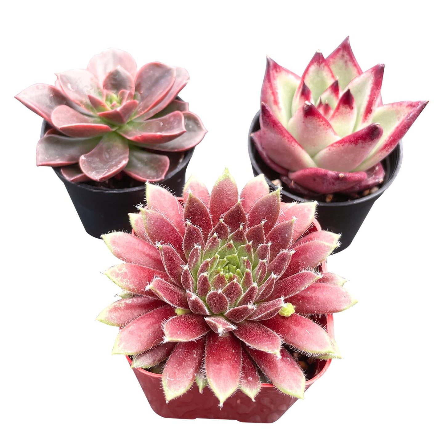 Lithops & Succulent Collection