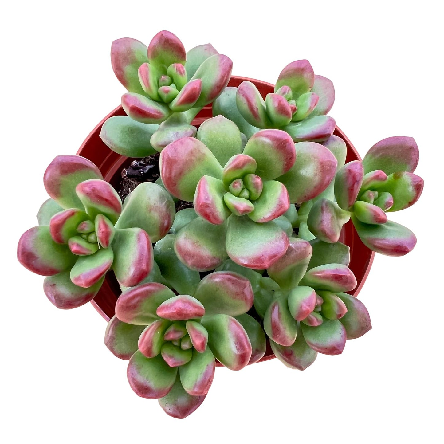 4" Trailing Succulents