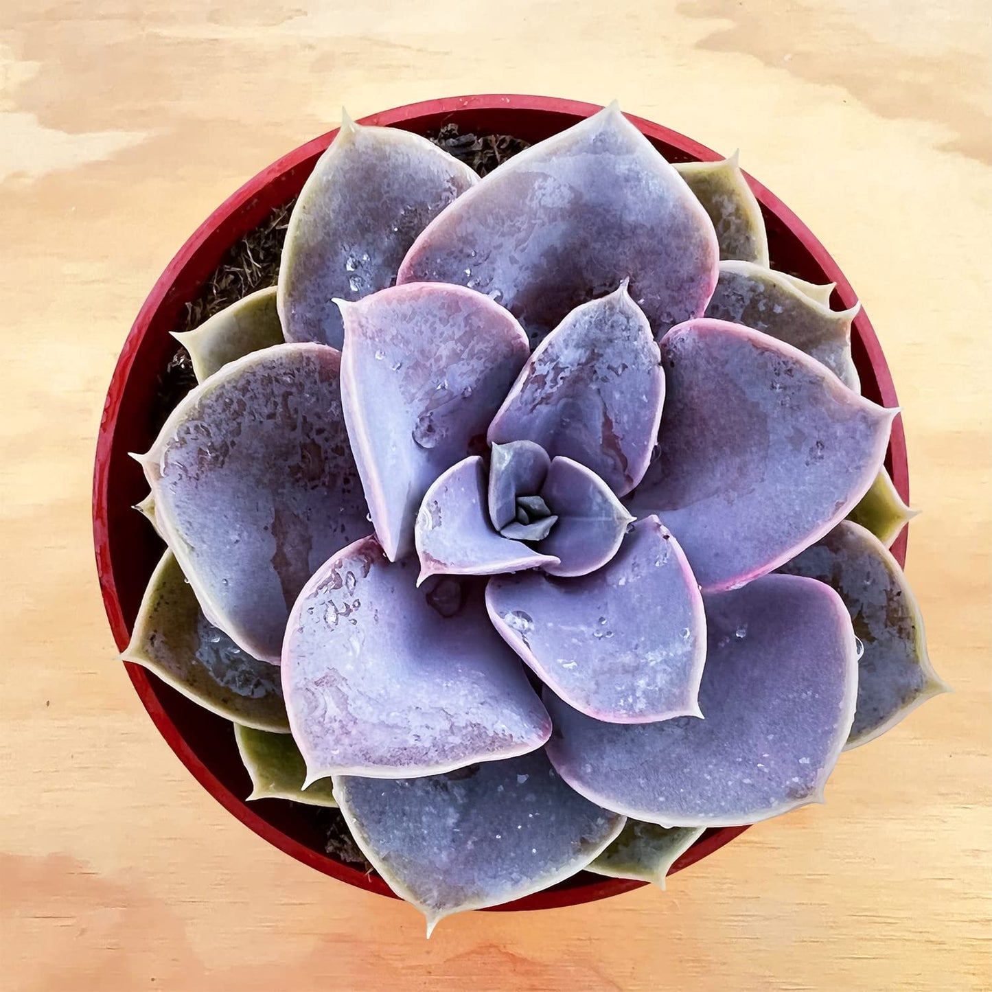 4" Trailing Succulents