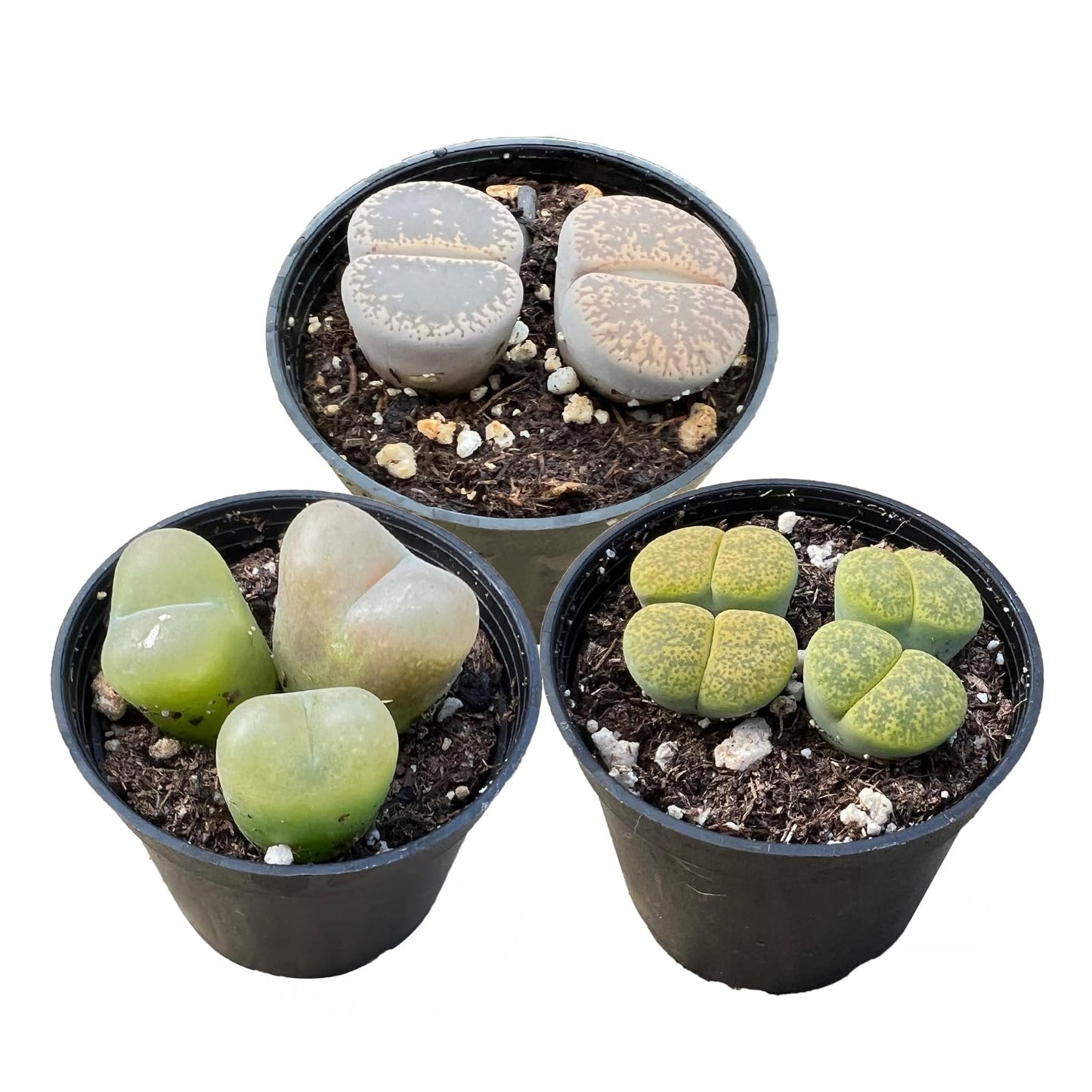 Lithops & Succulent Collection