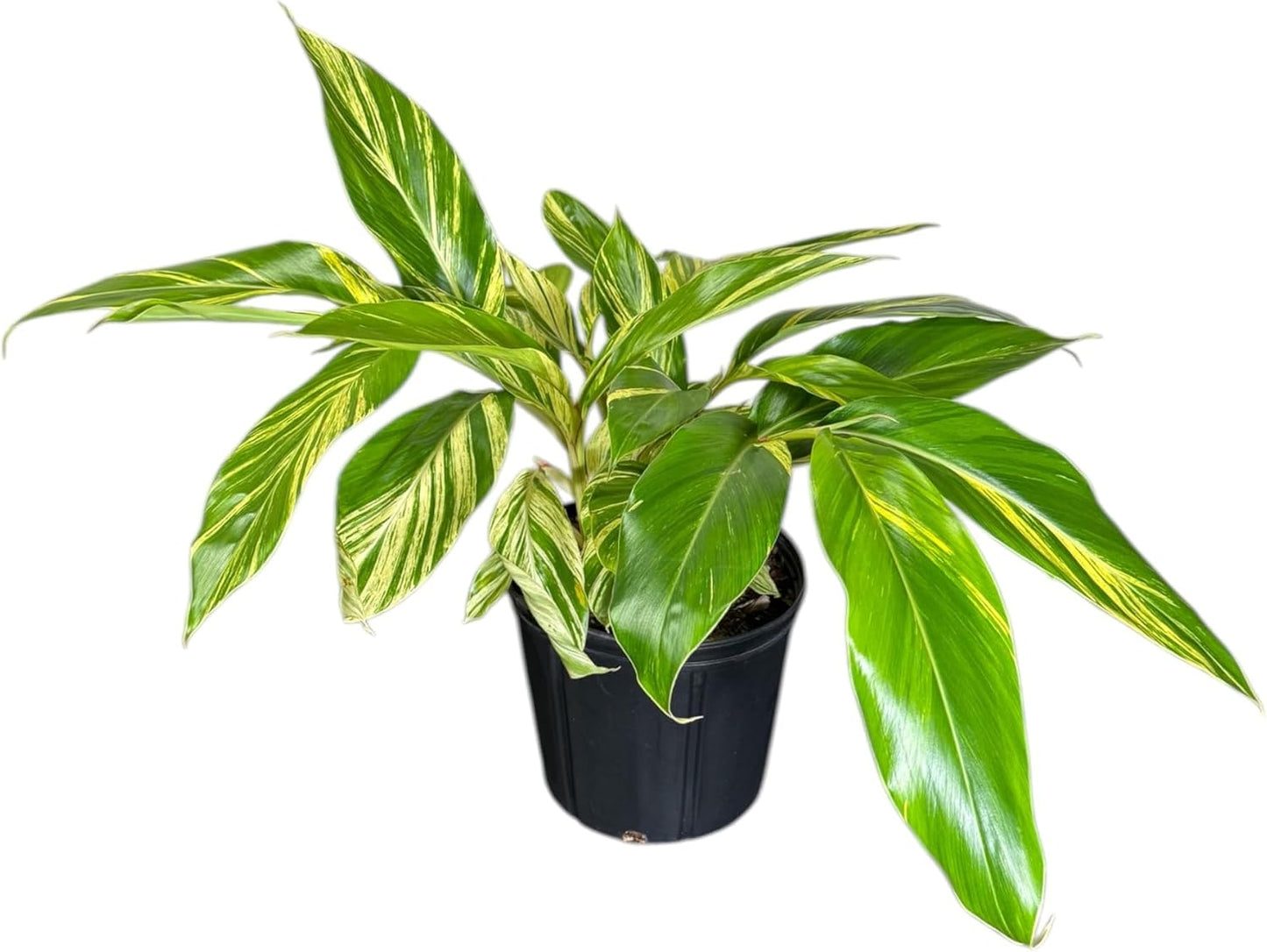 Alpina Varigated Ginger Live Plant, Indoor/Outdoor, 10-inch Grower Pot