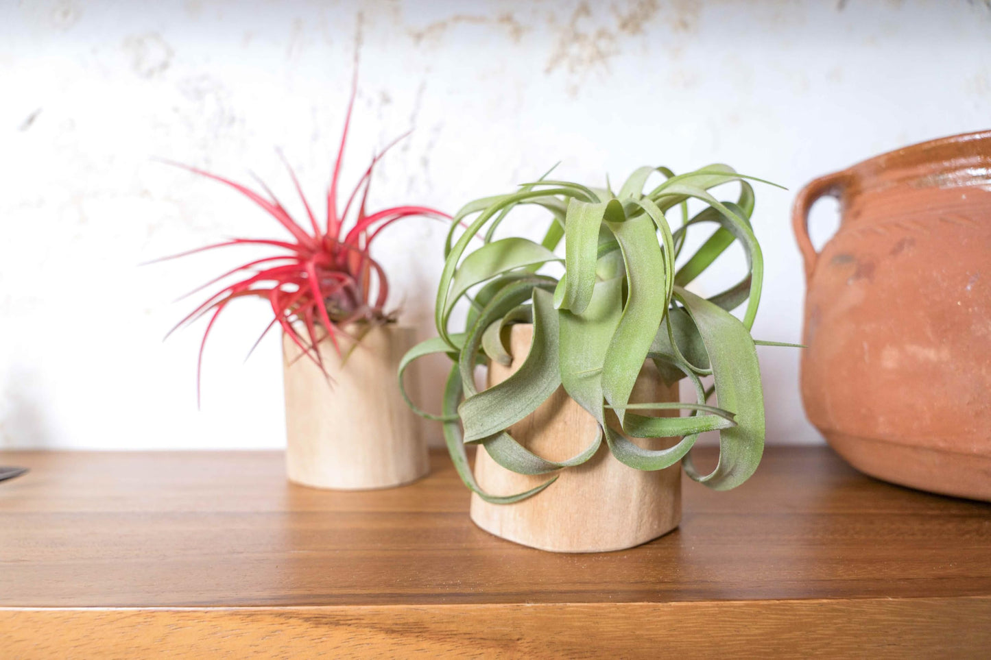 Driftwood Containers with Small Xerographica Air Plant