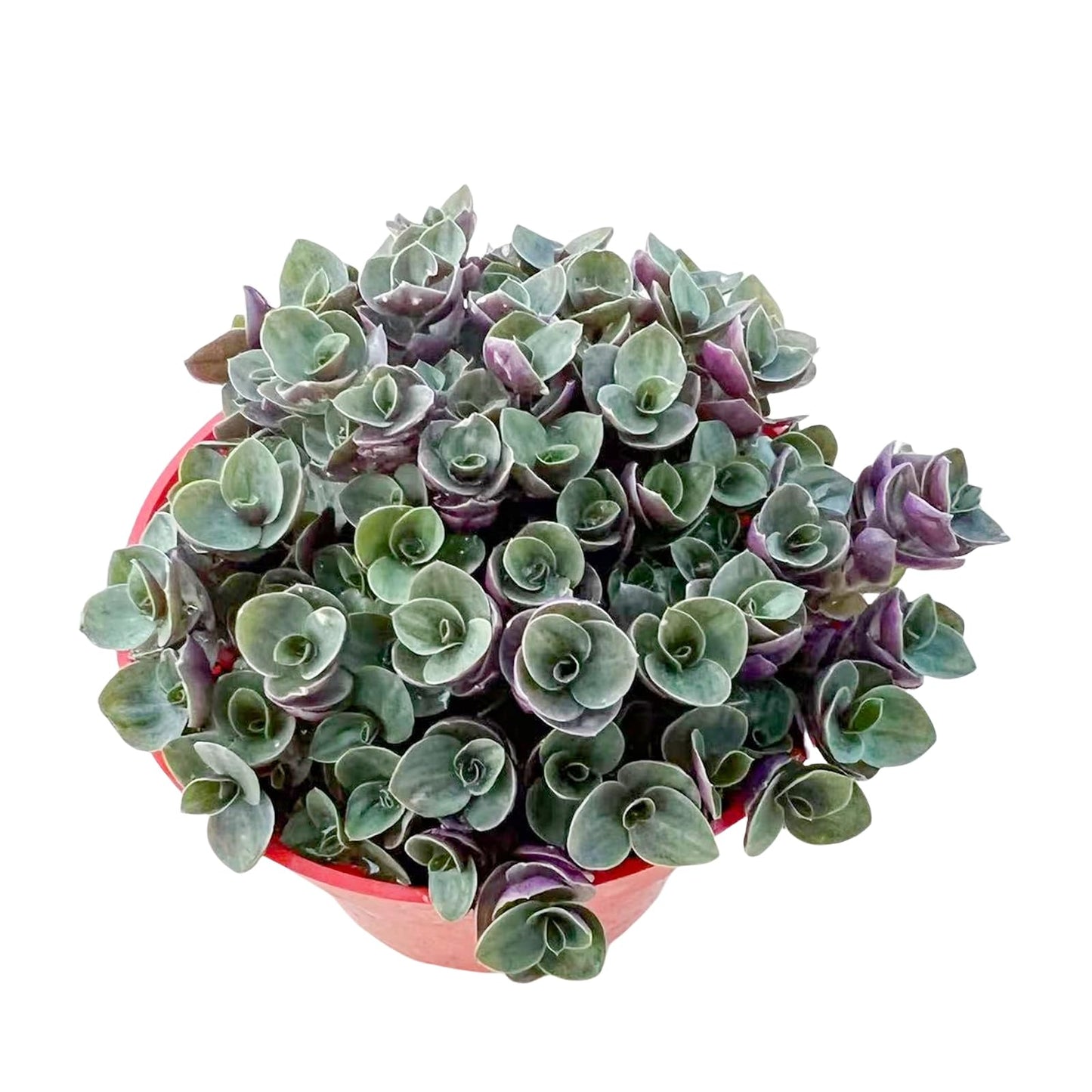 4" Trailing Succulents