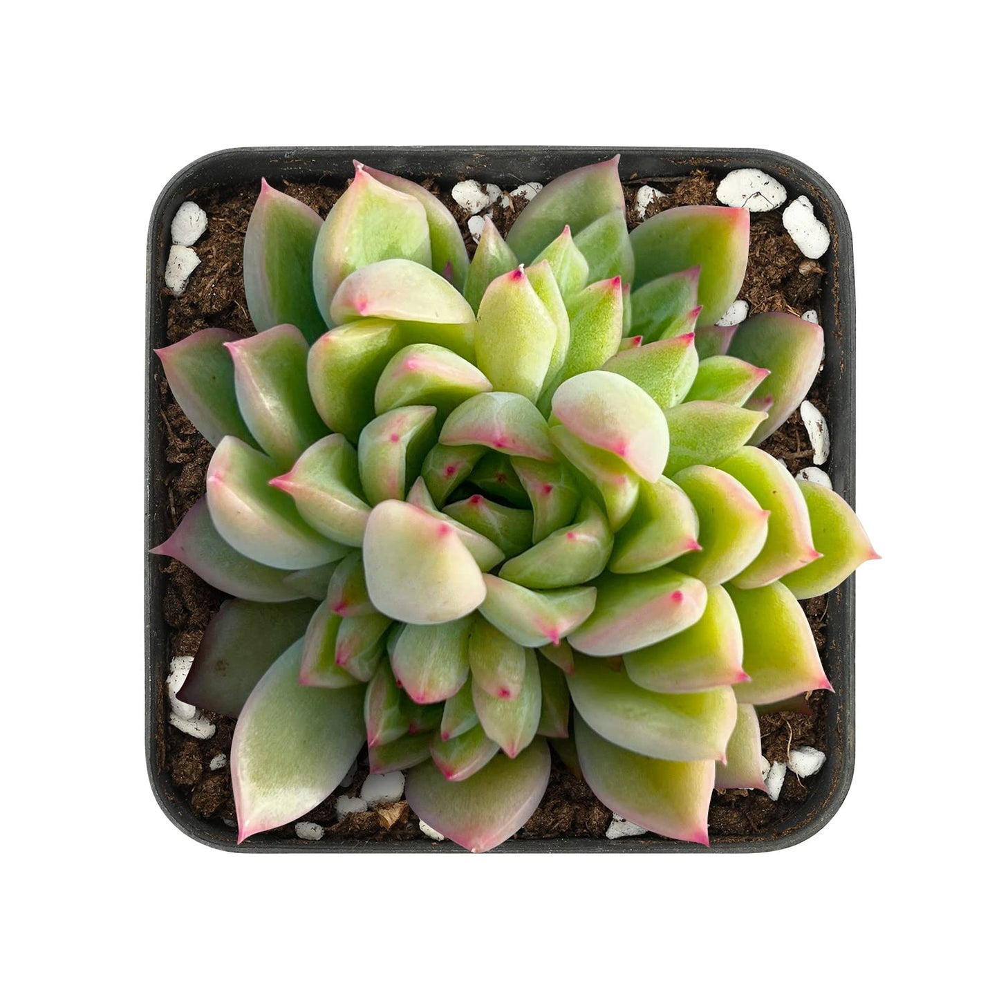 Sprout N Green Echeveria Minima, 1 Live Mini Succulent Plant Fully Rooted in 2 inch Starter Pot, Real House Plant for Indoor Outdoor Home Office Wedding Decoration Party Favor
