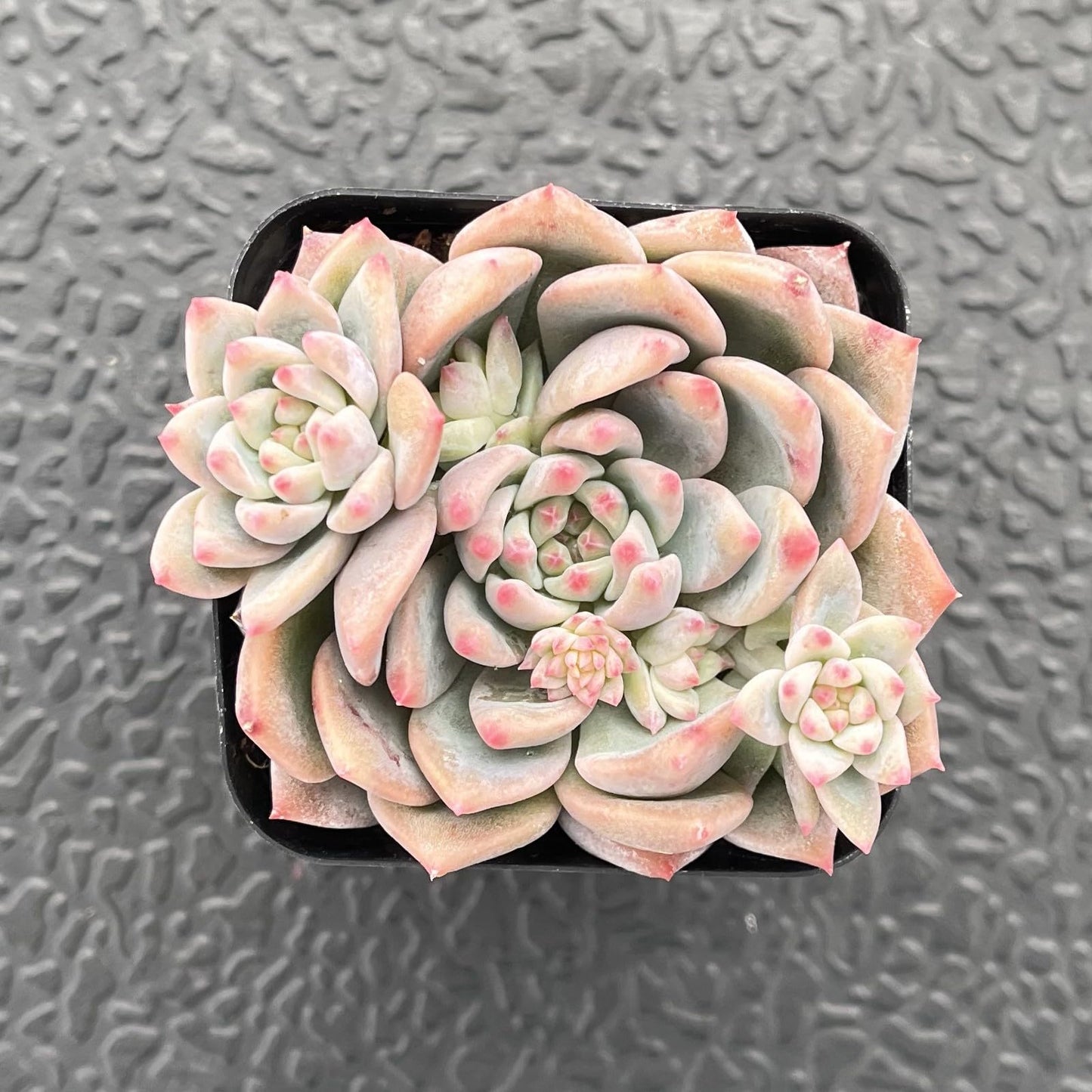 Sprout N Green Echeveria Minima, 1 Live Mini Succulent Plant Fully Rooted in 2 inch Starter Pot, Real House Plant for Indoor Outdoor Home Office Wedding Decoration Party Favor