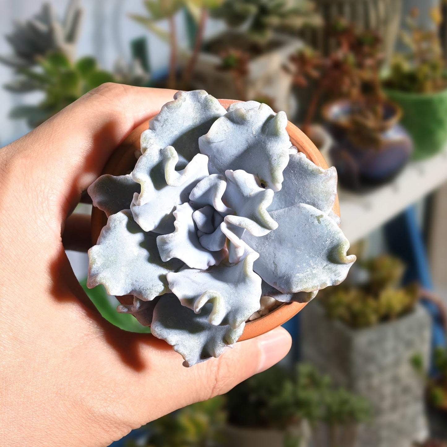 Lithops & Succulent Collection
