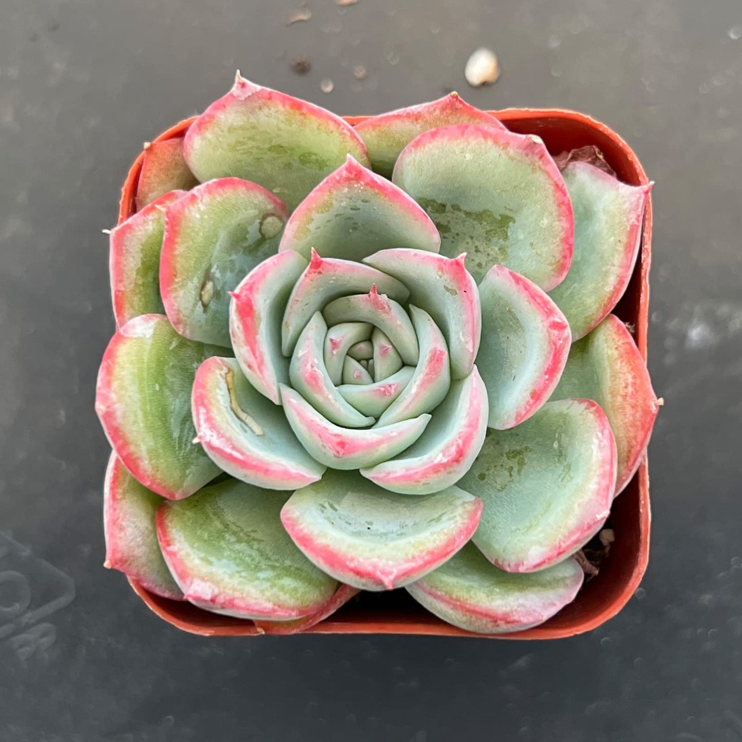 Sprout N Green Echeveria Minima, 1 Live Mini Succulent Plant Fully Rooted in 2 inch Starter Pot, Real House Plant for Indoor Outdoor Home Office Wedding Decoration Party Favor
