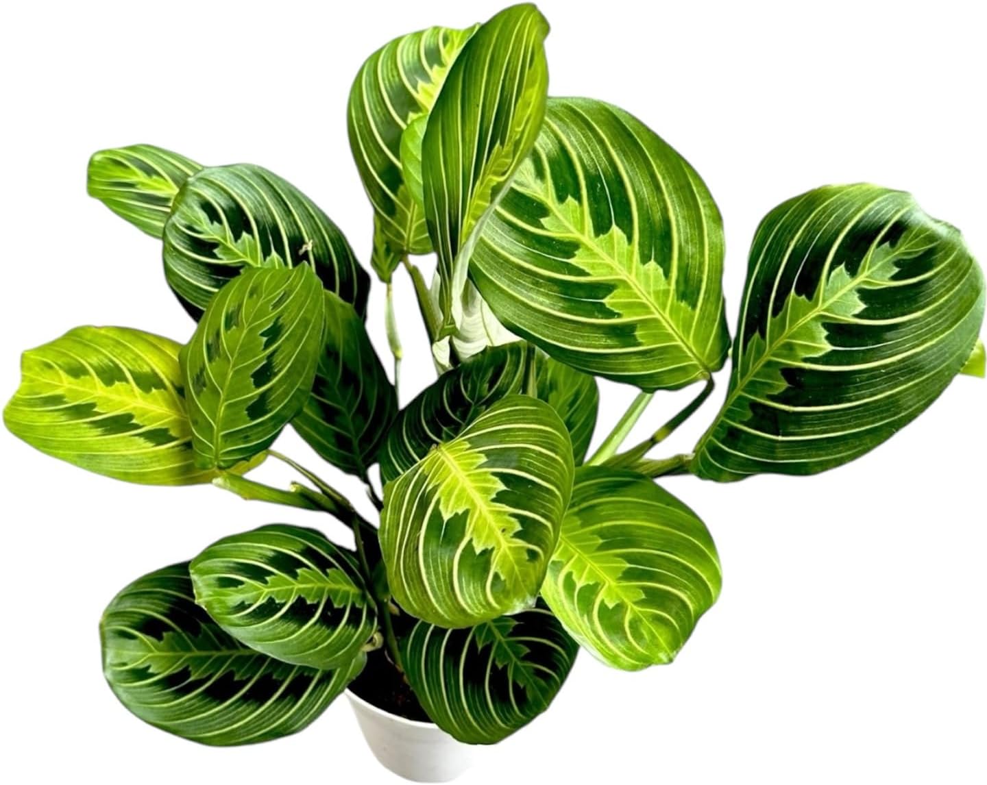 Lemon Lime Prayer Plant Maranta