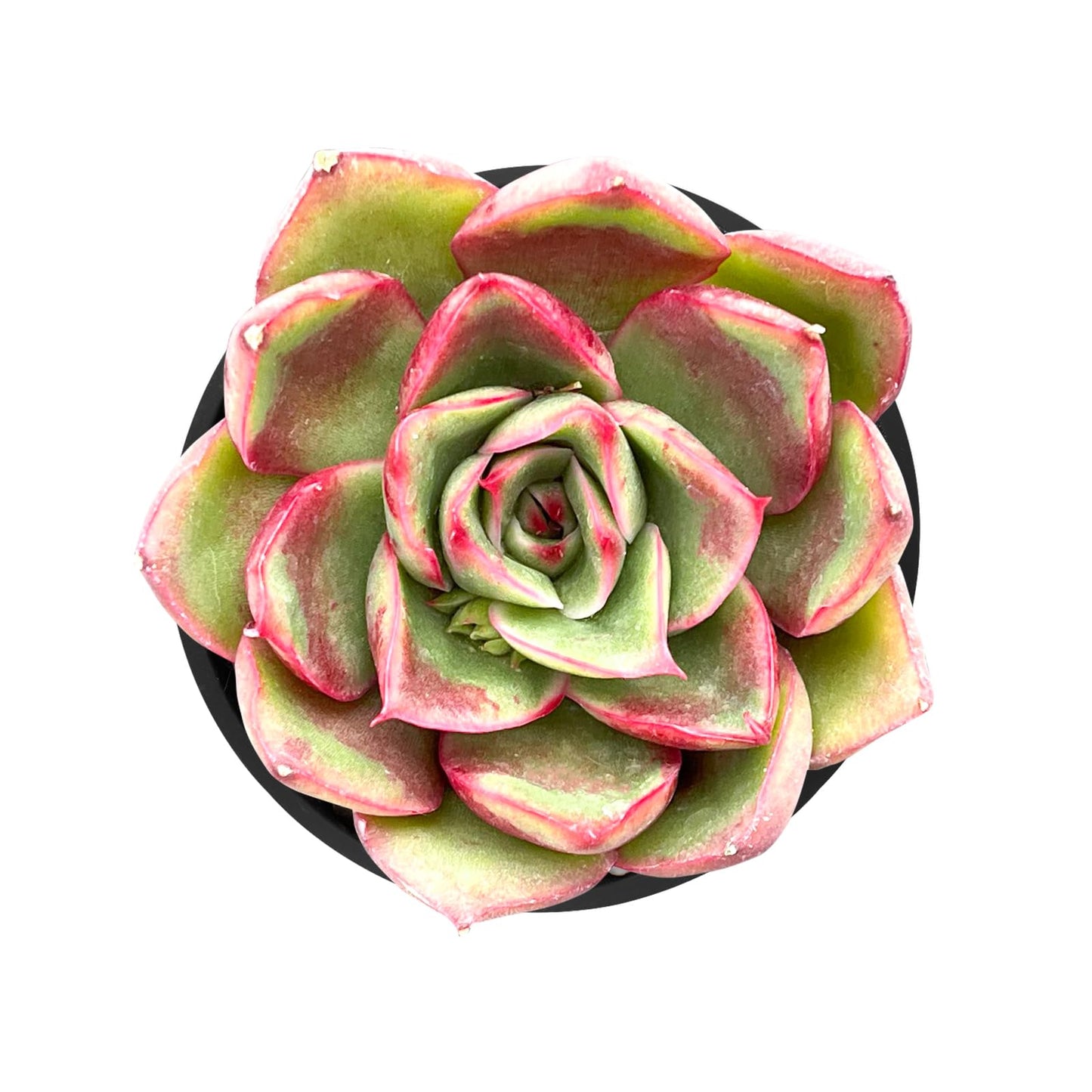 Sprout N Green Echeveria Minima, 1 Live Mini Succulent Plant Fully Rooted in 2 inch Starter Pot, Real House Plant for Indoor Outdoor Home Office Wedding Decoration Party Favor