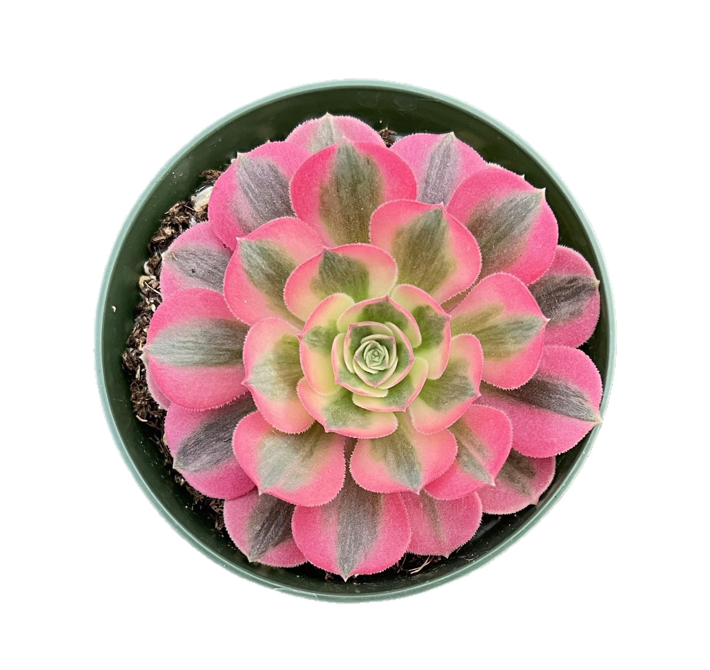 4" Trailing Succulents