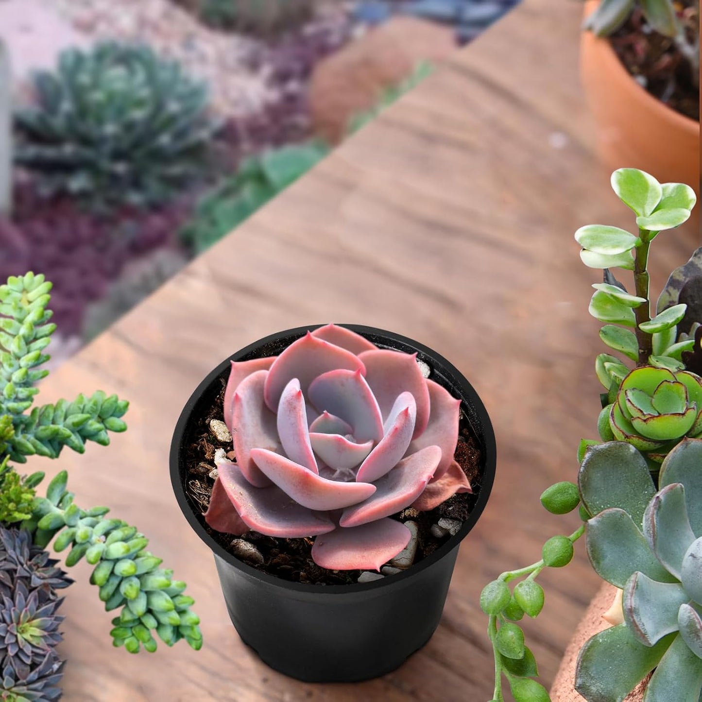 Sprout N Green Echeveria Minima, 1 Live Mini Succulent Plant Fully Rooted in 2 inch Starter Pot, Real House Plant for Indoor Outdoor Home Office Wedding Decoration Party Favor