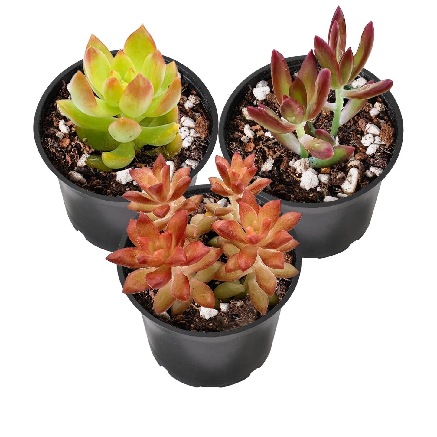 Lithops & Succulent Collection