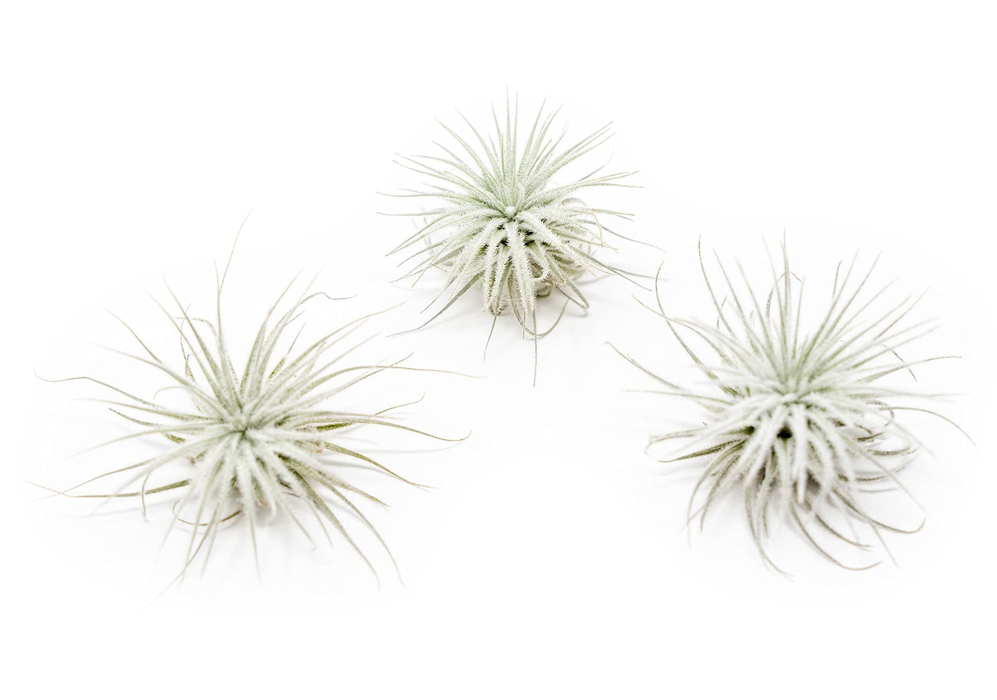 Jumbo Tectorum Ecuador Air Plant