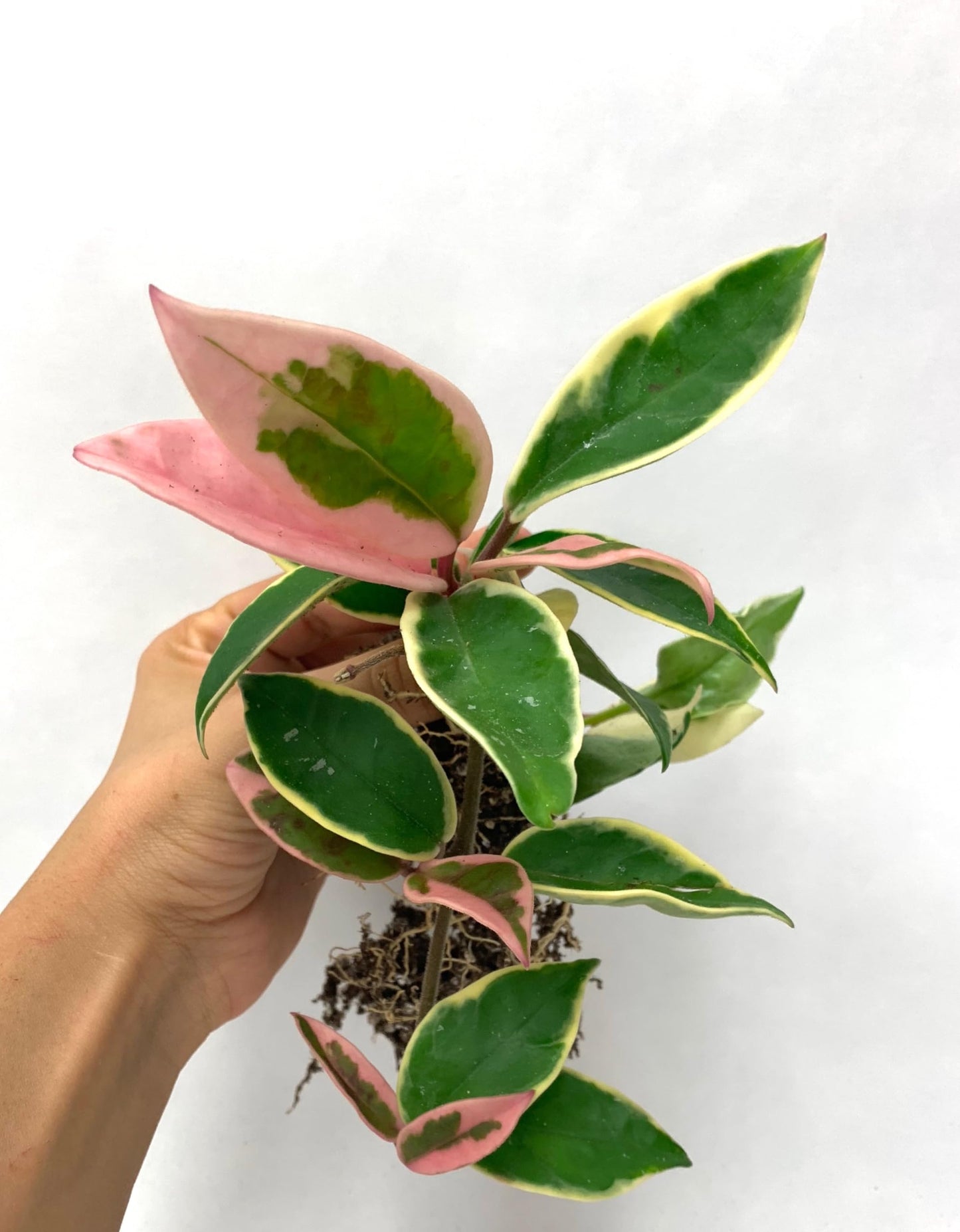 Tricolor Hoya Krimson Queen 4"