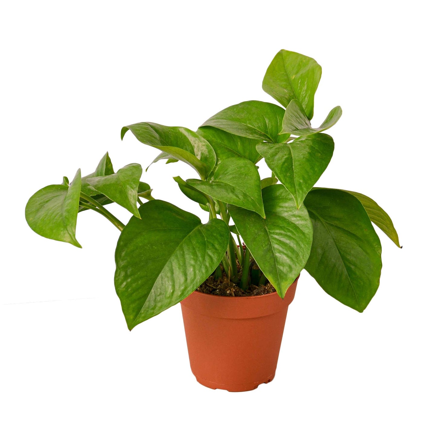 Pothos